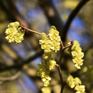 Live SPICEBUSH Plant / LINDERA Benzoin - [Quart Pot] - Free Shipping!!! - Shrubs & Bushes