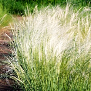 May include: A field of tall, feathery ornamental grass with long, wispy seed heads. The grass is a mix of green and creamy white, with the sunlight highlighting the delicate texture. The background features more green grass and a dirt path.