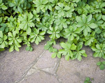 Japanese Spurge Etsy Japanese Spurge Etsy