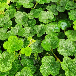 May include: Close-up of vibrant green leaves with textured surfaces. The leaves have a distinctive lobed shape and are densely packed together, creating a lush, natural pattern. Water droplets are visible on some of the leaves, adding a fresh, dewy appearance.
