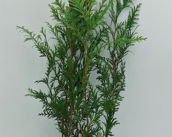Live Green Giant ARBORVITAE Tree / THUJA Standishii X Plicata - [2.5" Pot] - Free Shipping!!! - (2 Thuja Plant Varieties Available)