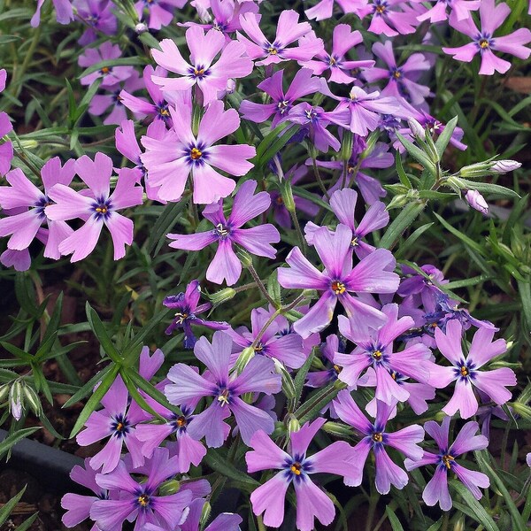 Live Purple Beauty CREEPING PHLOX Plant / SUBULATA - [Pint Pot] - Groundcover - (9 Phlox Varieties Available)