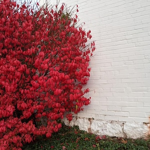 Live DWARF BURNING BUSH Plant / Euonymus Alatus - [3.5&quot; Pot] - Free Shipping!!! - Shrubs & Bushes