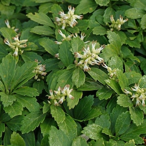 Live PACHYSANDRA Terminalis Plant / JAPANESE SPURGE - [Bare Roots/Pint Pot] - Free Shipping!!! - Groundcover