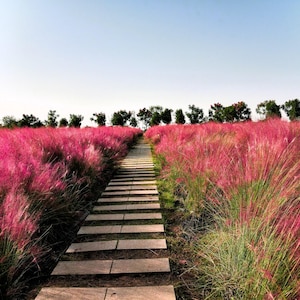 May include: A pathway of stone slabs leads through a field of vibrant pink grass under a clear blue sky. Green and pink grasses line the path, with trees visible in the distance.