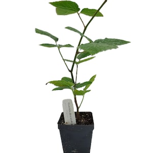 May include: A young Ouachita Blackberry plant in a black square pot. The plant has green leaves and a slender stem. A white label with the text "Ouachita Blackberry" is attached to the plant. The pot is filled with dark soil.