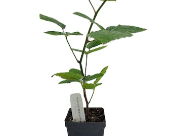 May include: A young Ouachita Blackberry plant in a black square pot. The plant has green leaves and a slender stem. A white label with the text "Ouachita Blackberry" is attached to the plant. The pot is filled with dark soil.
