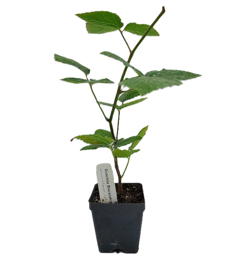 Live OUACHITA BLACKBERRY Plant (from Tissue Culture) - [3.5" Pot] - Free Shipping!!! - Fruit Plants - (4 Blackberry Varieties Available) zdjęcie 1