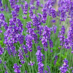 Live MUNSTEAD LAVENDER Plant / Lavandula Angustifolia - [3.5&quot; Pot] - Free Shipping!!! - Perennial - (7 Lavender Varieties Available)