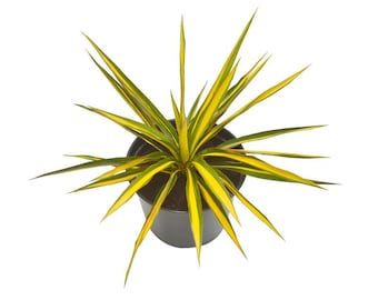Live Variegated COLOR GUARD YUCCA Plant / Adam&#39;s Needle - [3.5&quot; Pot] - Free Shipping!!! - Shrubs & Bushes