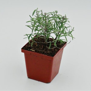 May include: A small rosemary plant in a square, reddish-brown plastic pot. The plant has thin, green, needle-like leaves and is set against a plain white background. The pot is filled with dark soil.