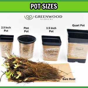 Live OUACHITA BLACKBERRY Plant (from Tissue Culture) - [3.5" Pot] - Free Shipping!!! - Fruit Plants - (4 Blackberry Varieties Available) zdjęcie 6