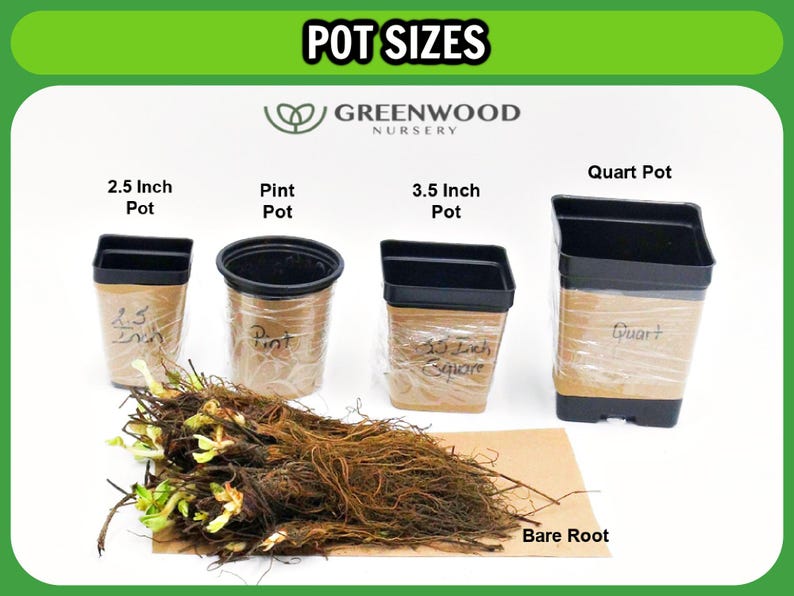 Live OUACHITA BLACKBERRY Plant (from Tissue Culture) - [3.5" Pot] - Free Shipping!!! - Fruit Plants - (4 Blackberry Varieties Available) zdjęcie 6