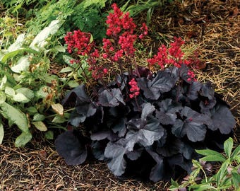 Live Black Forest Cake HEUCHERA + Coral Bells Plant - [Pint Pot] - Free Shipping!!! - Perennial - (2 Heuchera Varieties Available)