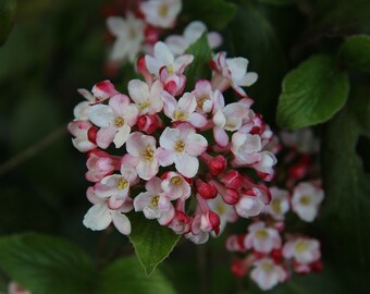 Live JUDD VIBURNUM Plant - [2.5" Pot] - Shrubs & Bushes - (3 Viburnum Varieties Available)