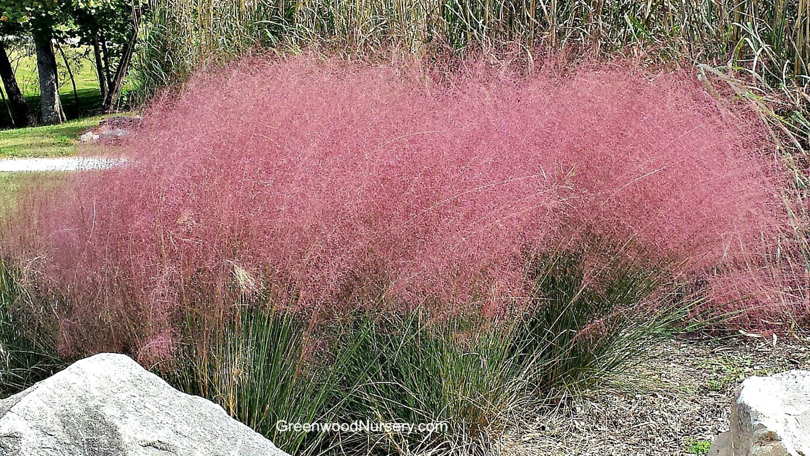 2 Pink Muhly Grass Cotton Candy Ornamental Grass 4ft Tall Etsy