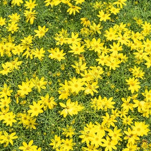 May include: A vibrant field of yellow flowers with multiple petals, set against a backdrop of green foliage. The flowers are in full bloom, creating a dense, textured pattern. The image captures a sunny, natural scene.