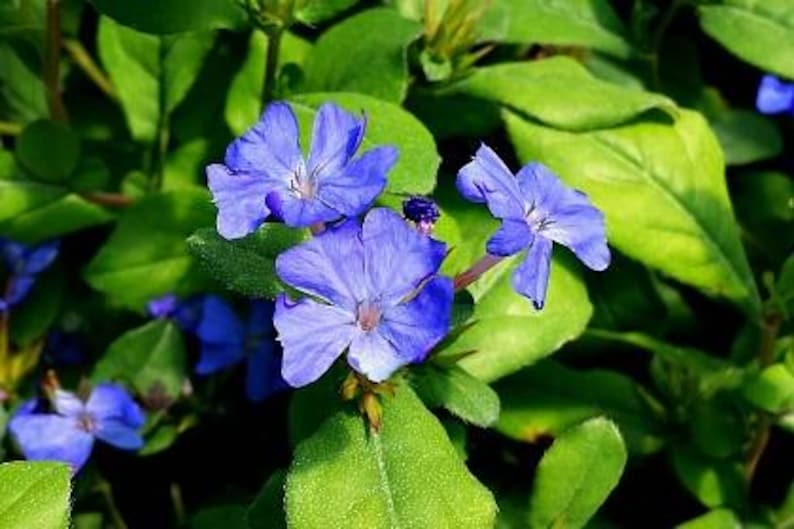 GreenwoodNursery Plumbago - Thumbnail 3