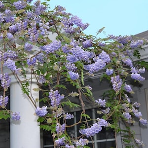 May include: A climbing wisteria vine with cascading clusters of lavender flowers and green leaves. The vine is growing on a white column and trellis, with a clear blue sky in the background.