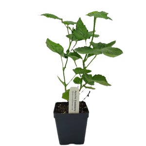 May include: A potted Apache Blackberry plant with vibrant green leaves. The plant is in a square black plastic pot. A white label with the plant's name is attached to the pot.