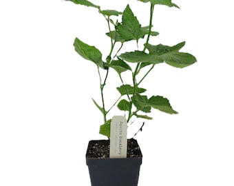 May include: A potted Apache Blackberry plant with vibrant green leaves. The plant is in a square black plastic pot. A white label with the plant's name is attached to the pot.