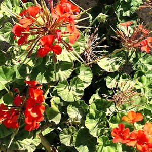 May include: Close-up of vibrant red geranium flowers in full bloom, surrounded by lush green leaves with light green edges. The image captures the natural beauty of the plant, with its bright colors and intricate details. The flowers are in various stages of bloom.