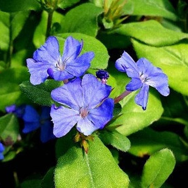 Live DWARF PLUMBAGO Plant / Ceratostigma Plumbaginoides - [3.5" Pot] - Groundcover