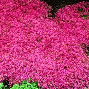 May include: A vibrant image of a ground cover plant with dense, small, bright pink flowers. The flowers create a solid mass of color, with hints of green foliage visible at the edges. The plant is likely used for landscaping.