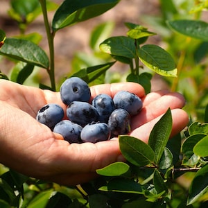 May include: A handful of fresh, ripe blueberries, with a deep blue hue, are held in an open hand. The berries are surrounded by green leaves and stems, suggesting a natural, outdoor setting. The image highlights the vibrant color and texture of the fruit.