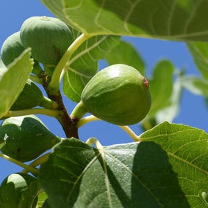 May include: Close-up of a fig tree branch with several green figs and large, textured green leaves. The figs are round and smooth, with a slight sheen. The background is a clear blue sky.