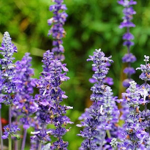 May include: Close-up of vibrant purple flowers with a blurred green background. The flowers have a unique, layered structure, with small, tightly packed florets. The image captures the natural beauty of the plant, showcasing its color and form.