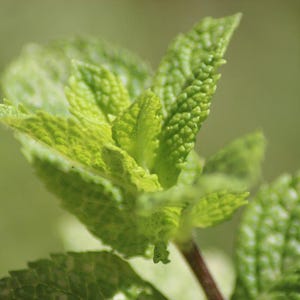 Live MOJITO MINT Plant / MENTHA Villosa - [3.5&quot; Pot] - Free Shipping!!! - Perennial