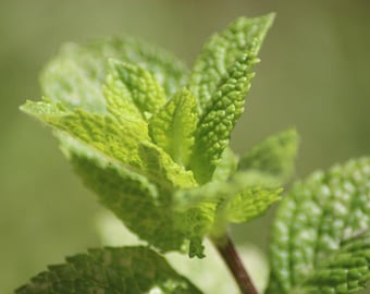 Live MOJITO MINT Plant / MENTHA Villosa - [3.5" Pot] - Free Shipping!!! - Perennial