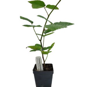 Live OUACHITA BLACKBERRY Plant (from Tissue Culture) - [3.5&quot; Pot] - Free Shipping!!! - Fruit Plants - (4 Blackberry Varieties Available)