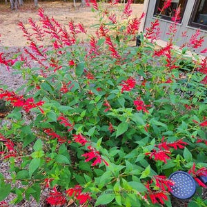 May include: A vibrant bush with bright red flowers and green leaves. The plant is in full bloom, with numerous flower spikes reaching upwards. The image is taken outdoors, with a glimpse of a building and trees in the background.