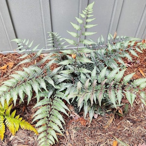 May include: A close-up of a fern with light green fronds and dark stems. The fern is surrounded by brown mulch and a small section of yellow-green fern. The background is a gray wooden wall.
