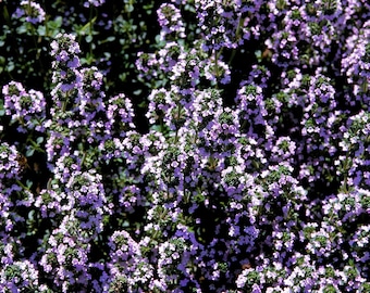 Puede incluir: Primer plano de un campo de tomillo en flor. La imagen muestra racimos de diminutas flores de color púrpura claro sobre follaje verde. La disposición densa crea un patrón texturizado y natural, ideal para temas de jardín o culinarios.