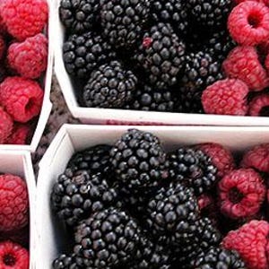 Live OUACHITA BLACKBERRY Plant (from Tissue Culture) - [3.5" Pot] - Free Shipping!!! - Fruit Plants - (4 Blackberry Varieties Available) zdjęcie 3