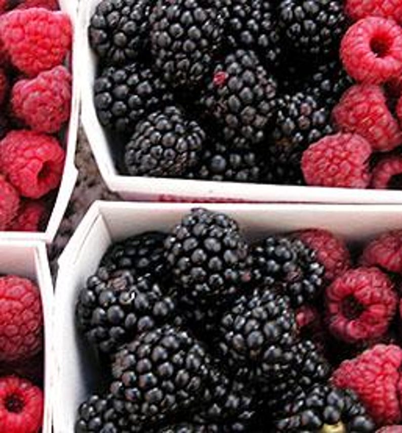 Live OUACHITA BLACKBERRY Plant (from Tissue Culture) - [3.5" Pot] - Free Shipping!!! - Fruit Plants - (4 Blackberry Varieties Available) zdjęcie 3