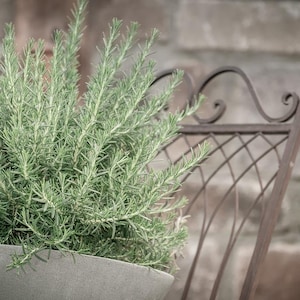 May include: A close-up of a rosemary plant in a gray concrete pot. The plant has long, thin, green leaves. A decorative, wrought-iron chair is in the background, with a brick wall behind it. The chair is brown and has a curved back.