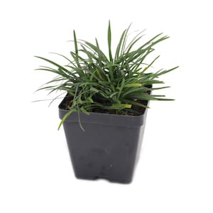 May include: A small, potted plant with long, thin, green leaves. The plant is in a square, black plastic pot. The leaves are a vibrant green color, and the plant appears healthy and well-cared for. The background is plain white.
