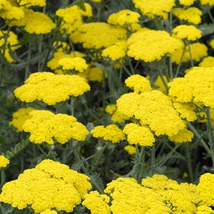 Live Moonshine ACHILLEA Plant / YARROW - [Pint Pot] - Free Shipping!!! - Perennial - (2 Achillea Varieties Available)