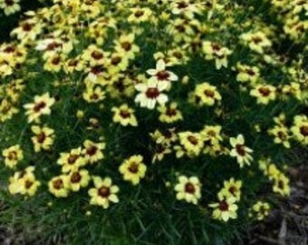 Live Sassy Saffron TICKSEED Plant / COREOPSIS Verticillata - [3.5" Pot] - Perennial - (4 Coreopsis Varieties Available)