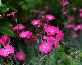 Live FIREWITCH DIANTHUS Gratianopolitanus Plant - [3.5" Pot] - Perennial - (3 Dianthus Varieties Available)