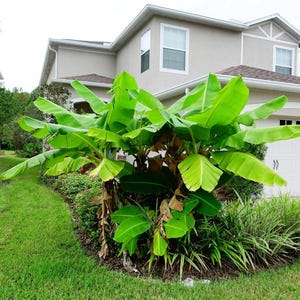 Live MUSA BASJOO Cold Hardy Banana Plant - [Pint Pot] - Free Shipping!!! - Perennial