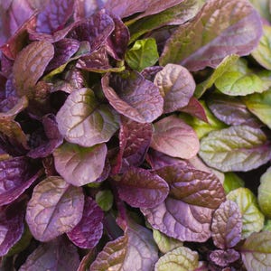 Live Variegated Burgundy Glow BUGLEWEED Plant / AJUGA Reptans - [Pint Pot] - Free Shipping!!! - Groundcover - (3 AJUGA Varieties Available)