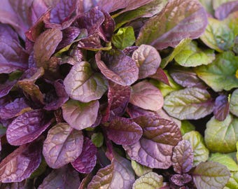 Live Variegated Burgundy Glow BUGLEWEED Plant / AJUGA Reptans - [Pint Pot] - Free Shipping!!! - Groundcover - (3 AJUGA Varieties Available)