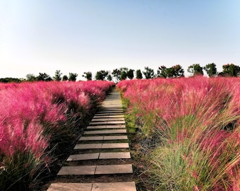 Live PINK MUHLY Grass Plant / MUHLENBERGIA Capillaris - [3.5&quot; Pot] - Free Shipping!!! - (6 Ornamental Grass Plant Varieties Available)