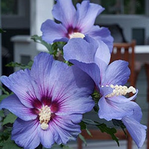 Live Blue Satin AZURRI Plant / HIBISCUS Syriacus / Rose of Sharon - [Quart Pot] - Shrubs & Bushes