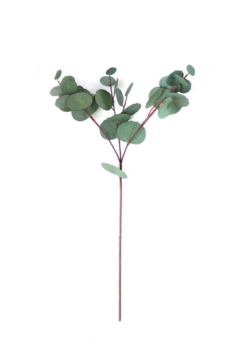 Office eucalyptus